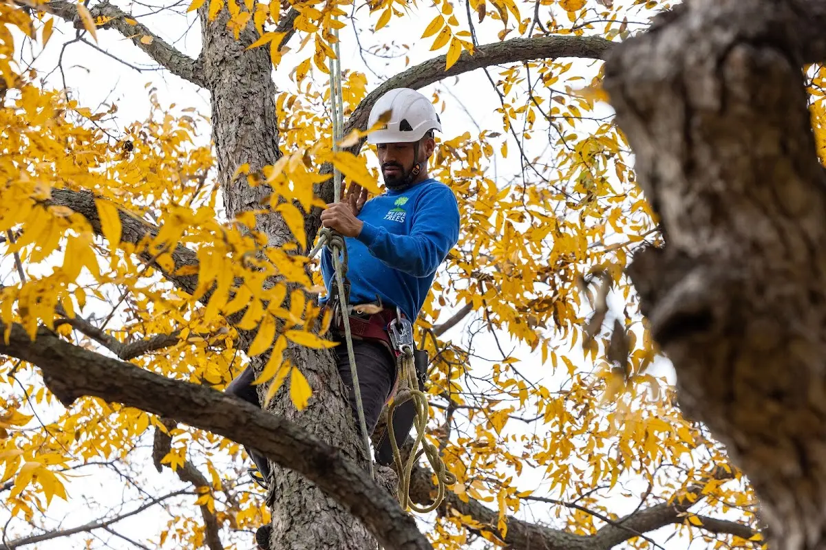 Skilled Tree Planing crew working in Wolf Lake